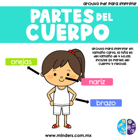 Referente de Las partes del cuerpo